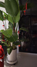 植男植女天堂鳥(niǎo)盆栽客廳辦公室內大型綠植新房家用吸甲醛凈化空氣源頭直發(fā) 曬單實(shí)拍圖