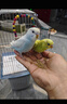 萬寵匯 鳥活體虎皮鸚鵡籠養(yǎng)牡丹玄風(fēng)活鳥學(xué)說話手養(yǎng)小太陽鸚鵡和尚鸚鵡 藍色虎皮+綠色虎皮（一公一母） 曬單實拍圖