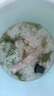 云峰海瑞水草活體懶人草魚(yú)缸造景活體水草套餐魚(yú)缸水草有莖類(lèi)中后景真水草 【實(shí)惠】-綠菊（5只一組） 曬單實(shí)拍圖