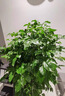 花翁大型綠植物客廳室內盆栽花卉叢生幸福樹(shù)1-1.2m[圓柱盆]源頭直發(fā) 曬單實(shí)拍圖