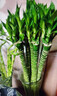 植男植女文昌竹/龍竹富貴竹水培帶根植物綠植室內(nèi)好養(yǎng)盆栽5/60cm源頭直發(fā)  曬單實(shí)拍圖