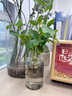 【九里香】懶人水培綠植九里香綠蘿文竹室內易養凈化空氣花卉盆栽 九里香5顆【不含盆】土培水培皆可10-15cm 曬單實(shí)拍圖