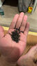 一杯香茶葉紅茶武夷山金駿眉一級250g禮盒裝2025新茶自己喝送禮小種正山 曬單實(shí)拍圖