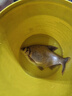 GW光威魚竿劍手魂5.4米28調(diào)臺釣竿碳素綜合湖庫大物釣魚竿 曬單實拍圖