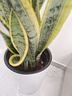 植男植女大型金邊虎皮蘭植物客廳臥室辦公室綠色觀(guān)葉花卉綠植盆栽源頭直發(fā) 曬單實(shí)拍圖