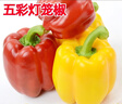 山東雙色水果彩椒圓椒產(chǎn)地直發(fā) 紅黃雙色水果彩椒 2斤 曬單實(shí)拍圖