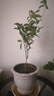 臨雅四季桂花盆栽樹苗濃香型新中式盆景矮樁綠植桌面辦公室內(nèi)盆栽植物 四季桂花約50cm-不含盆 曬單實(shí)拍圖