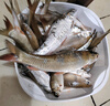 億智谷（Ewitgo）快掛超短子線(xiàn)雙鉤8厘米成品防纏繞土鯪魚(yú)梅州釣法金袖魚(yú)鉤 快掛（金袖）雙鉤（2包12付） 5號 曬單實(shí)拍圖