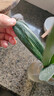 特價(jià)大盆君子蘭盆栽名貴國(guó)寶級(jí)花卉苗綠植物圓頭和尚室內(nèi)四季好養(yǎng) 01：【特惠款】5-8片葉子+帶土 送肥料【不含盆】 曬單實(shí)拍圖
