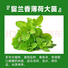臨雅薄荷盆栽可食用大苗室內(nèi)驅(qū)蚊綠植迷迭香四季香草植物檸檬貓薄荷葉 【留蘭香】薄荷1盆（大苗）帶盆栽好 曬單實拍圖