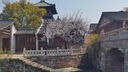 卡詩(shī)元?dú)饨燮可窗l(fā)水500ml長(zhǎng)效控油豐盈蓬松強(qiáng)韌 曬單實(shí)拍圖