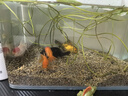 觀賞魚金魚鶴頂紅招財活體獅子頭好養(yǎng)鴻運當(dāng)頭冷水淡水魚苗小型 鴻運當(dāng)頭5-8cm 5條 顏色隨機 曬單實拍圖