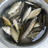 佳釣尼（JIADIAONI）伏魔釣魚(yú)傘遮陽(yáng)傘萬(wàn)向防雨防紫外線(xiàn)防曬防風(fēng)釣傘加厚加固戶(hù)外雨傘 2.4米 伏魔直桿傘新升級UPF2000+ 防暴雨抗大風(fēng) 曬單實(shí)拍圖