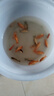 長(cháng)尾大紅草金魚(yú)鳳尾活魚(yú)冷水觀(guān)賞魚(yú)好養耐活淡水魚(yú)紅草魚(yú)短尾草金 6-8cm紅草金10條 曬單實(shí)拍圖