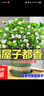 茉莉花苗盆栽帶花苞九里香老樁驅蚊花卉植物室內濃香四季開(kāi)花好養 大份茉莉花【4-6顆】花苞飽滿(mǎn) 不含盆 曬單實(shí)拍圖