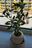 八芽小葉梔子花盆栽開花植物室內(nèi)桌面茶幾好養(yǎng)花卉綠植辦公室凈化空氣 小葉梔子花-陶瓷豎紋盆 帶盆栽好 曬單實(shí)拍圖