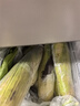 澮爺廣西黑糯玉米新鮮現摘帶皮當季整箱生玉米苞谷嫩棒子蔬菜 黑糯玉米5斤凈重 曬單實(shí)拍圖