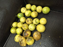 騎猴趕馬欽蜜黃金百香果現摘云南新鮮水果欽蜜9號整箱送禮黃金百香果 【單果30-60g】 3斤精選裝丨凈重2.5斤 曬單實(shí)拍圖