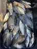 秒粘豆鯽鯉魚(yú)粘麻團顆粒黑坑滑口魚(yú)偷驢回鍋魚(yú)軟體顆粒魚(yú)餌 1瓶裝【更軟更粘】 曬單實(shí)拍圖