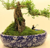 柯必達青苔蘚鮮活苔蘚微景觀(guān)植物盆景盆栽水陸缸假山草造景材料白 大灰蘚(15*8)cm 2盒 曬單實(shí)拍圖