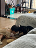 鮮朗低溫烘焙狗糧泰迪博美小型犬中大型幼犬鮮郎全價(jià)無(wú)谷成犬通用犬糧 烘焙犬糧2kg【單包裝】 曬單實(shí)拍圖