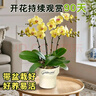 花點時間蝴蝶蘭盆栽帶花苞綠植鮮花花卉客廳辦公室裝飾擺件送長輩源頭直發(fā) 曬單實拍圖