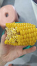 佳農寶菜山東新鮮水果玉米鮮嫩多汁健康輕食玉米4-6根4.5斤裝源頭直發(fā) 曬單實(shí)拍圖