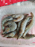 鮮享純【青島蝦】超大蝦新鮮大蝦冷凍鮮活青島大蝦批發(fā)整箱基圍蝦青蝦 15-17厘米鮮蝦速凍 3斤(凈重) 曬單實(shí)拍圖