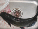 其他品牌鮮活叉尾鮰魚(yú)1條（1-1.5kg/條） 曬單實(shí)拍圖