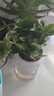 萌肉居易活盆栽花卉水培土培綠植桌面植物濃香型梔子花+早安盆源頭直發(fā) 曬單實(shí)拍圖