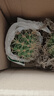金虎仙人球金琥仙人掌球室內好養活超大號金冠多肉植物防輻射盆栽 金琥仙人球【直徑7-9cm】 曬單實(shí)拍圖