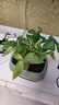 發(fā)財樹(shù)小盆栽大綠植辦公室內除甲醛花卉客廳好養旺宅植物桌面盆景 【A級大盆】三桿發(fā)財樹(shù)(財源滾滾 含盆 曬單實(shí)拍圖