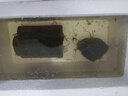 瘋狂水草（FKSC）莫斯水草活體植物魚(yú)缸造景底部前景套餐懶人陰性莫斯樹(shù)沉木水榕 莫斯小屋 曬單實(shí)拍圖