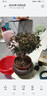 小葉赤楠盆景老樁盆栽植物辦公室室內花卉桌面四季常青好養綠植 小葉赤楠+舍得盆+苔蘚+底座 曬單實(shí)拍圖