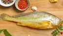 三都港 冷凍三去大黃魚(yú)凈重2斤/2條裝 寧德黃花魚(yú) 生鮮魚(yú)類(lèi) 中秋 曬單實(shí)拍圖