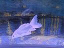 森森（SUNSUN）大型魚缸底過濾水族箱客廳家用落地玻璃生態(tài)金魚缸 【實時溫顯+燈控】經(jīng)典黑 1.2米長35cm寬 曬單實拍圖