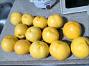 正宗河口黃金蜜桃黃金油桃整箱脆甜爆汁黃心油桃 【當天采摘】禮箱甄選12顆【大果】-總重6斤 曬單實(shí)拍圖