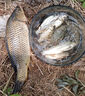 魚(yú)誘鯽魚(yú)餌料野釣專(zhuān)用主攻鯽魚(yú)大板鯽濃腥釣魚(yú)餌料黑坑四季通殺誘食劑 單包體驗裝 曬單實(shí)拍圖