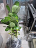【夏季新品】稀有多頭沙漠玫瑰重瓣老樁濃香多肉綠植四季室內(nèi)外 多色花    根直徑（2-4公分） 帶黑色育苗盆發(fā)貨 曬單實拍圖