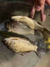 谷道香野釣大師釣魚(yú)小藥誘魚(yú)劑魚(yú)餌料羅非翹嘴黑坑野谷道香釣魚(yú)餌添加劑 野釣大師120ml*1瓶 曬單實(shí)拍圖