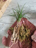 華香園蘭花 【白雪冰心】 春蘭 蘭花苗 濃幽香型 辦公室內耐陰盆栽花卉 白雪冰心3苗裸根帶花苞 曬單實(shí)拍圖