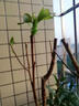瑰瑋玉蘭花樹苗帶花苞紅白紫黃四季開花室外庭院花卉盆栽綠化耐寒大樹 紫玉蘭（當(dāng)年開花） 2公分粗（品種備注） 曬單實拍圖