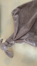 Jellycat新生系列害羞米色邦尼兔安撫巾親膚嬰兒玩具陪伴玩偶生日新婚禮物 褐色 One Size 曬單實(shí)拍圖