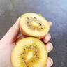 果躍霖黃心獼猴桃四川蒲江黃金奇異果當季新鮮甜孕婦水果 24枚 單果70-90g 曬單實(shí)拍圖