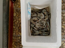 蝦有蝦途國產(chǎn)青島大蝦白蝦青蝦基圍蝦鮮蝦冷凍生鮮蝦類(lèi)鮮活特大海捕整箱裝 14-16厘米 3斤(凈重) 曬單實(shí)拍圖