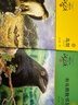 正版 狼王夢 動物小說大王沈石溪全套40冊36冊 沈石溪全集品藏書系 狼王夢斑羚飛渡最后一頭戰(zhàn)象等兒童文學(xué)中小學(xué)生課外書 沈石溪動物小說全套 當(dāng)當(dāng)書店官方旗艦店  升級版（黃綠特輯 套裝共12冊） 曬單實拍圖