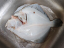 【大只】鮮活大多寶魚(yú)1條（600-800g） 曬單實(shí)拍圖