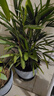 細葉棕竹盆栽客廳辦公室內落地植物好養盆景耐寒綠植四季常青送禮 精品棕竹60-70厘米+原盆 曬單實(shí)拍圖