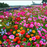 斡爾牧場(chǎng)野花組合花卉種子四季播種開(kāi)花種籽花種子 曬單實(shí)拍圖