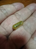 俄羅斯熊膽粉膠囊進(jìn)口俄羅斯原裝金膽熊膽粉凍干金粉護肝養肝清輕熱平肝明目驚風(fēng)抽搐目赤腫痛咽喉腫痛 俄羅斯熊膽粉凍干粉金粉膠囊一盒4瓶100粒裝 曬單實(shí)拍圖